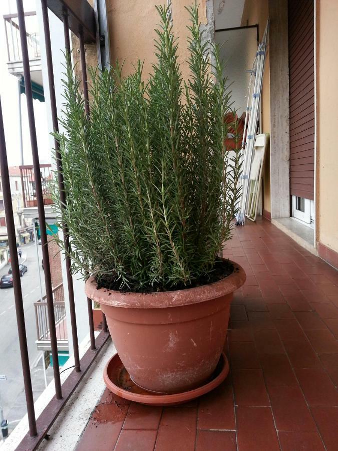 La Via Per Milano Hotel Vigevano Buitenkant foto